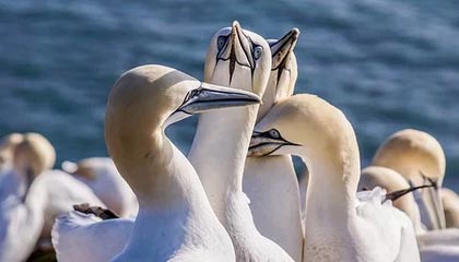 爱游戏-沃尔夫斯堡迎战多特蒙德，争取三分，沃尔夫斯堡队